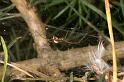 Linyphia_triangularis_D7489_Z_88_NP De Hoge Veluwe_Nederland